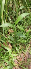 Setaria palmifolia