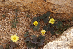 Oxalis obtusa