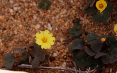 Oxalis obtusa