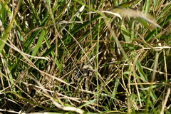 Bombus sylvarum