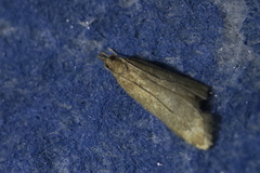 Helcystogramma rufescens