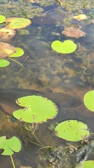 Channa striata