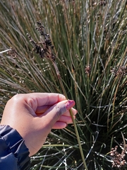 Juncus acutus