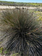 Juncus acutus