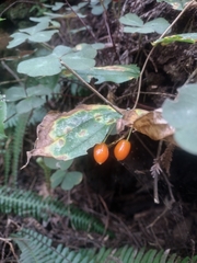 Prosartes smithii