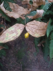 Prosartes smithii