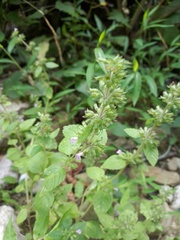 Clinopodium
