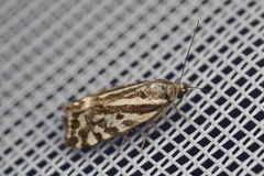 Acontia trabealis