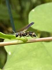 Parancistrocerus perennis