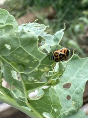 Murgantia histrionica