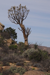 Aloidendron dichotomum