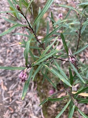 Grevillea sericea