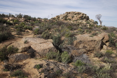 Montinia caryophyllacea