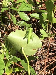 Dichromorpha viridis