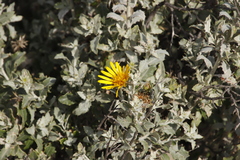 Berkheya fruticosa