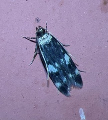 Oegoconia novimundi