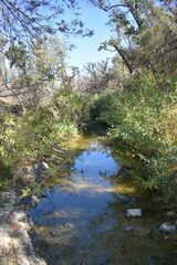 Hesperoleucus symmetricus