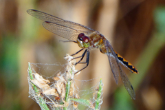 Sympetrum obtrusum