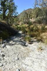 Hesperoleucus symmetricus