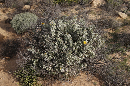 Grey African Thistle (Berkheya fruticosa)