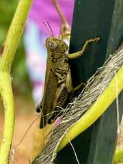 Melanoplus differentialis
