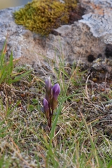 Gentianella