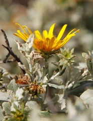 Berkheya fruticosa