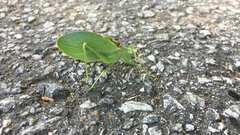 Pterophylla camellifolia