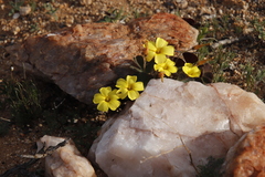 Oxalis obtusa