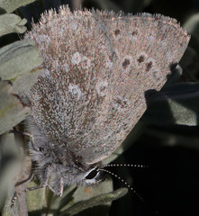 Satyrium