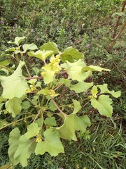 Xanthium orientale