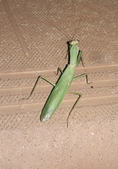 Hierodula transcaucasica