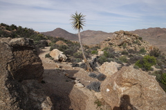 Aloidendron dichotomum