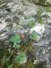 Hedera colchica