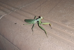 Hierodula transcaucasica
