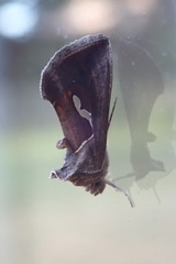 Macdunnoughia confusa
