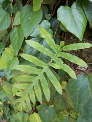 Polypodium cambricum