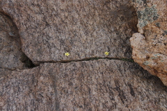 Oxalis obtusa