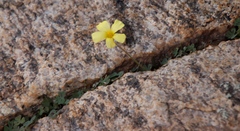 Oxalis obtusa
