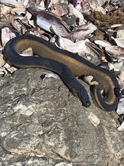 Hydrophis platurus