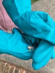 Hyla chrysoscelis