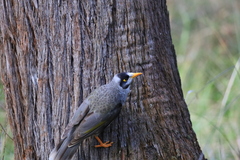 Manorina melanocephala