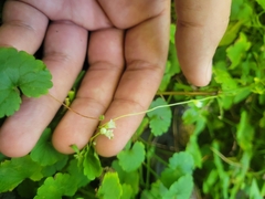 Cuscuta