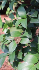 Mycalesis mineus