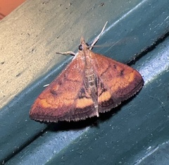 Pyrausta californicalis