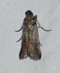 Chararica hystriculella