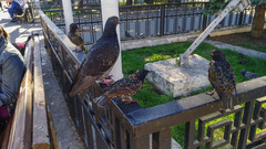 Columba livia domestica
