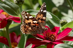 Vanessa cardui