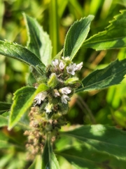 Mentha canadensis