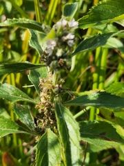 Mentha canadensis